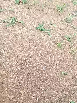 Chanchal_ji on StripChat